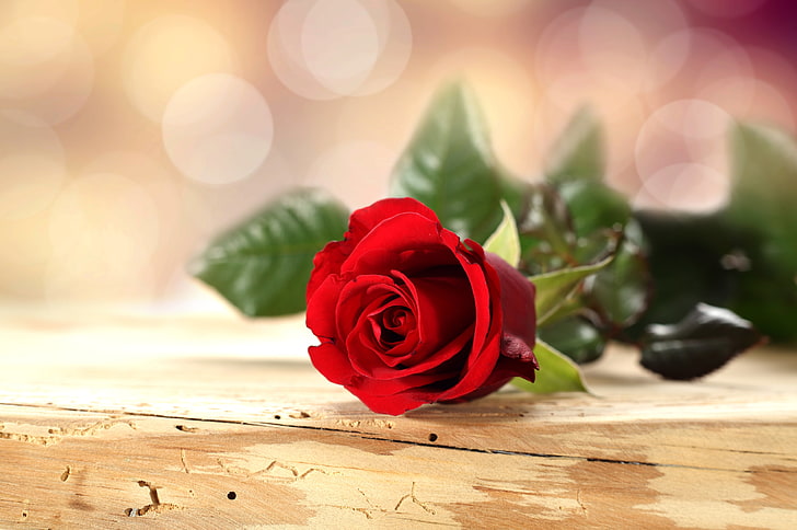 Romantic Red Rose Flowers, anniversary, romance, vulnerability, leaf Free HD Wallpaper