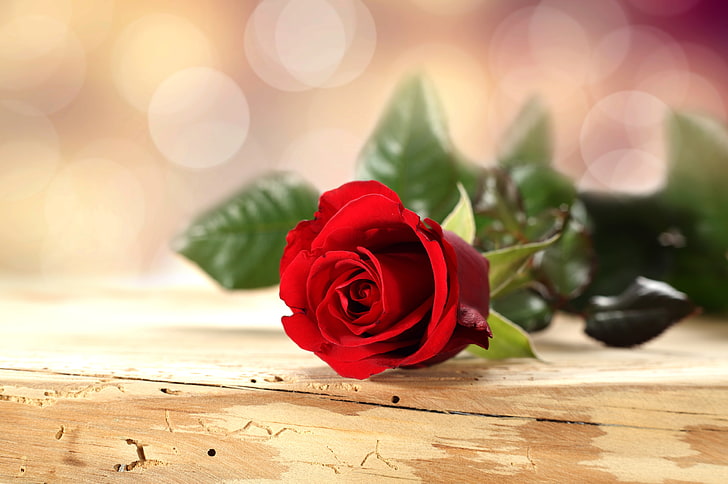 Romantic Red Rose Flowers, anniversary, romance, vulnerability, leaf