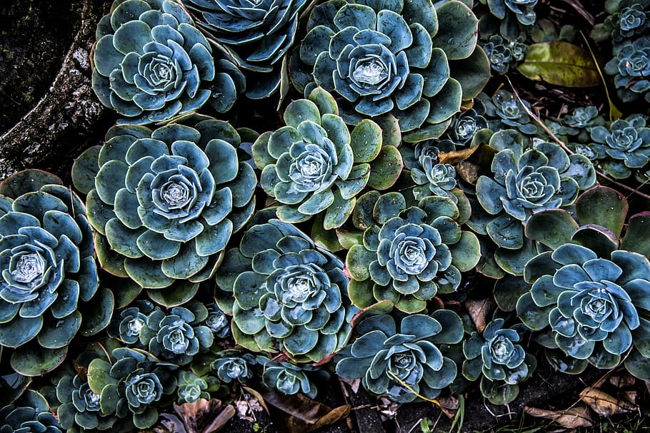 Succulent Laptop, new, natural pattern, no people, art Free HD Wallpaper