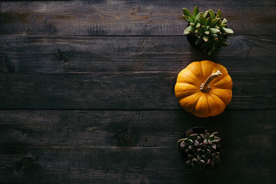 Succulent Pumpkins, fall, indoors, food and drink, room to type Free HD Wallpaper