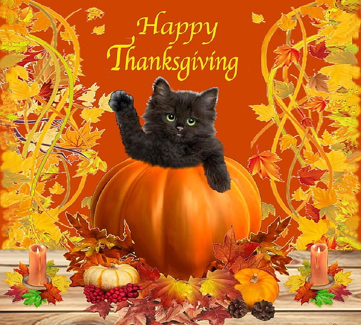 Thanksgiving Cat, autumn, domestic animals, orange color, no people Free HD Wallpaper