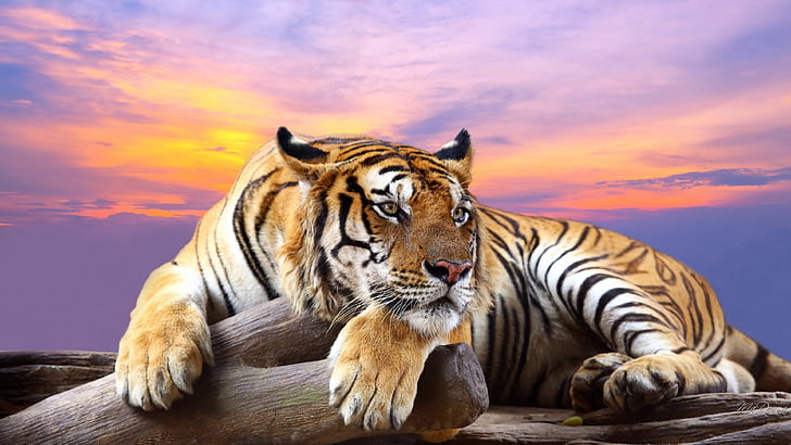 Tiger 1366X768, jungle, nose, fur, domestic cat