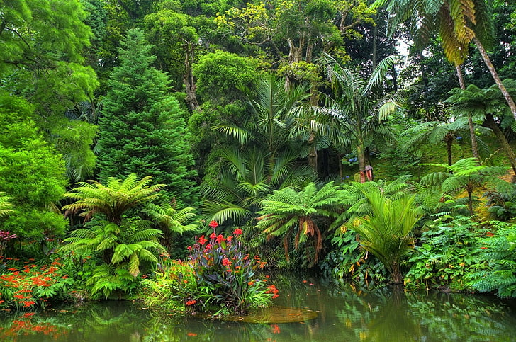 Tropical Forest, forest, pond, jungle, flower Free HD Wallpaper