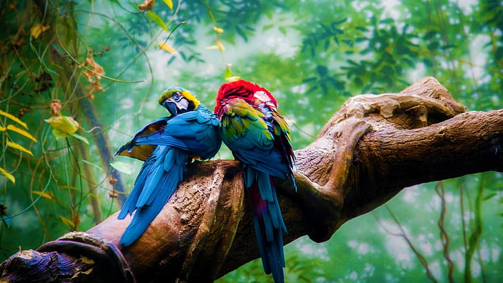 Tropical Rainforest Ecosystem Facts, tree, bird, macaw, parrot