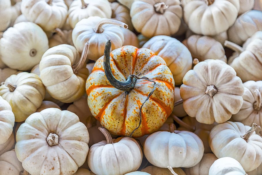 White Pumpkin, still life, autumn, homegrown produce, farm Free HD Wallpaper