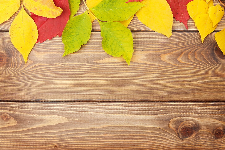 Wood Frame, colors, still life, leaf, dry Free HD Wallpaper
