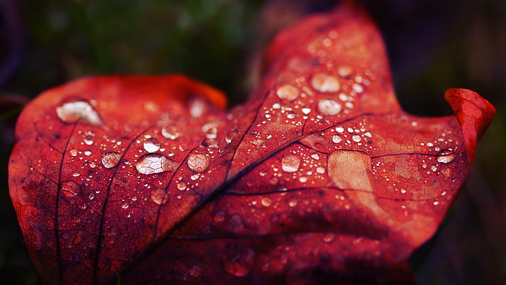 2560 X 1440 Pixels, orange color, rain, natural condition, selective focus Free HD Wallpaper