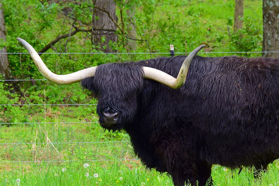 Angus Cattle Silhouette, livestock, mammal, black, angus Free HD Wallpaper
