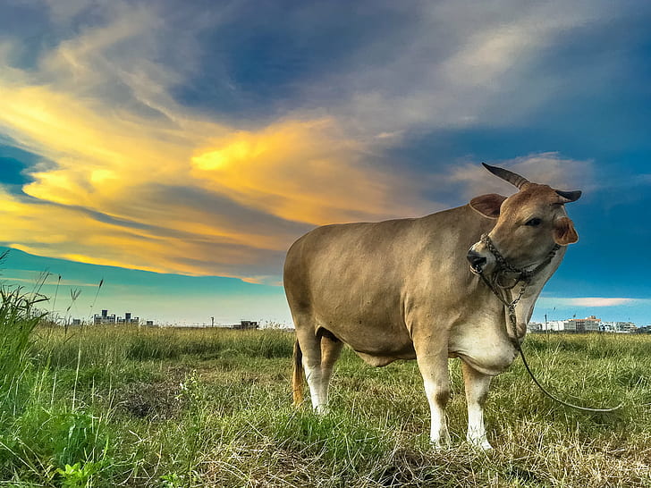 animal, nature, grazing, outdoors Free HD Wallpaper