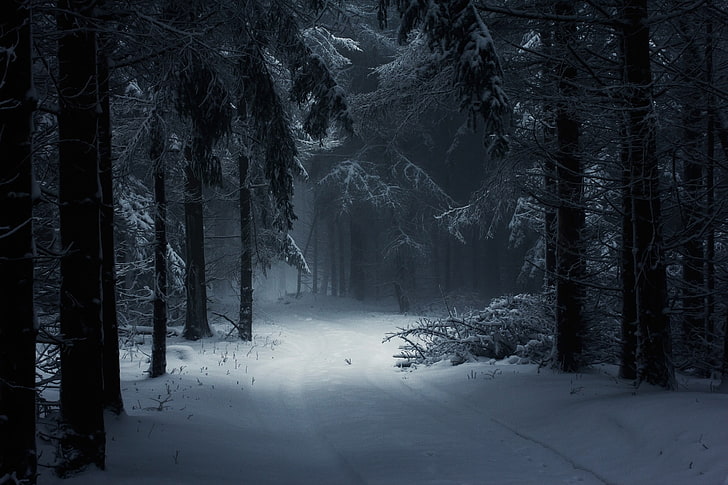Anime Winter Forest, path, night, scenics  nature, beauty in nature Free HD Wallpaper