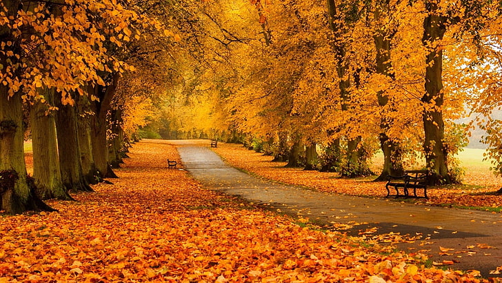 Autumn-Forest-Scenery, orange color, road, fall, multi colored Free HD Wallpaper