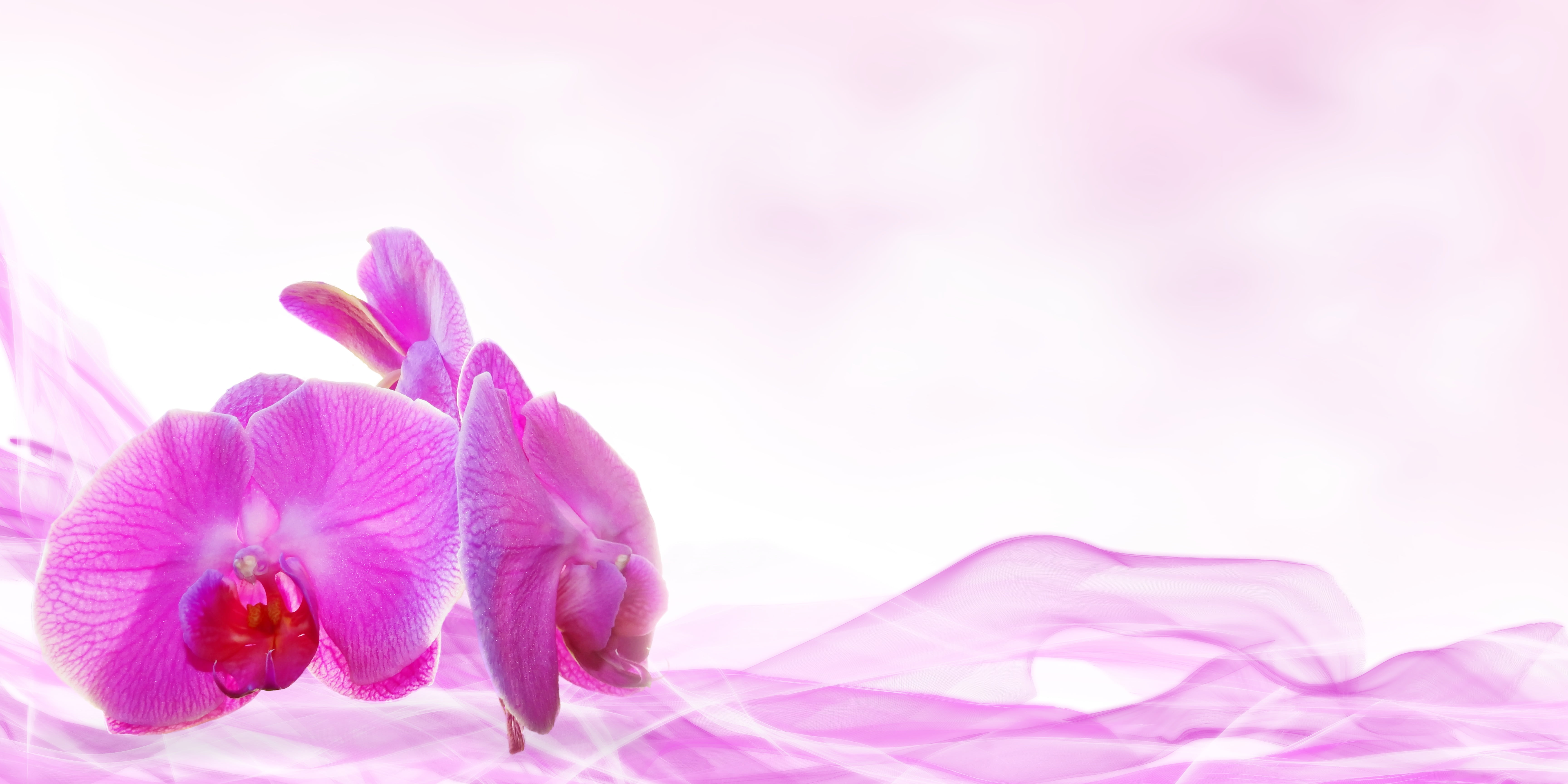 Beauty and Skin Care, blossom, no people, positive emotion, indoors