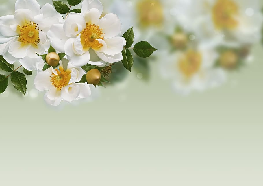 birthday, floral, petal, love Free HD Wallpaper