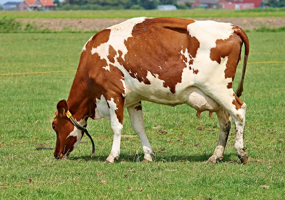 Black and White Cow, herbivorous, rural scene, pasture, mammal Free HD Wallpaper
