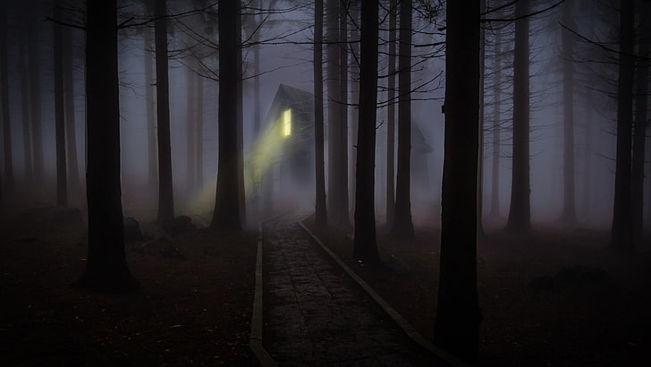 Black Forest Haunted, mist, fog, scenics  nature, the way forward Free HD Wallpaper