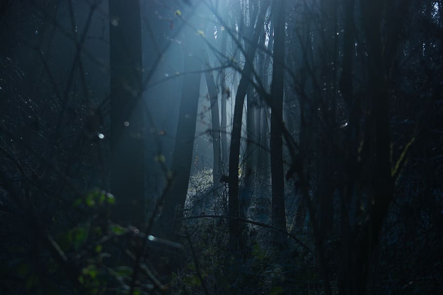 branch, forest, fantasy, spooky Free HD Wallpaper