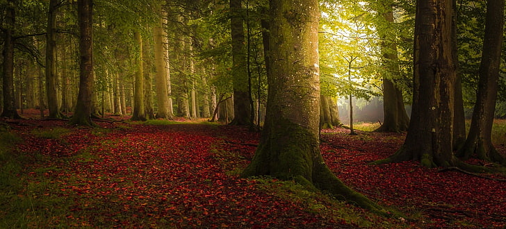 Colorful Spring Forest Landscape, summer, season, idyllic, lush foliage Free HD Wallpaper