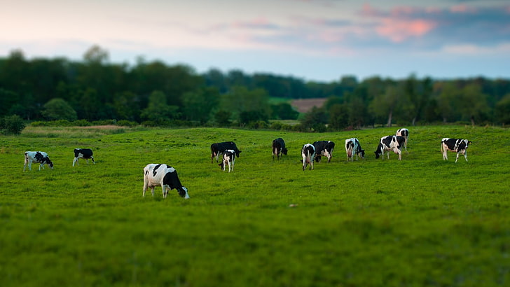 Cow Grass, scenics, springtime, hill, meadow Free HD Wallpaper