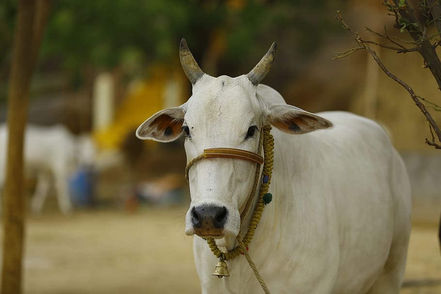 Cow Head, bull, mammal, domestic cattle, vertebrate