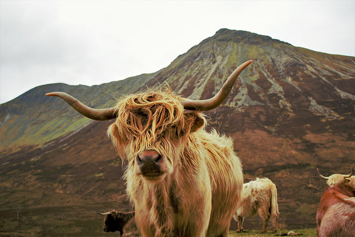 Cow Highland Cattle, one animal, animal wildlife, mammal, outdoors Free HD Wallpaper