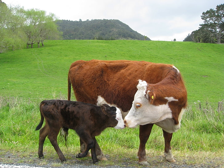 Cow Kisses Kids, green color, animals, landscape, domestic animals