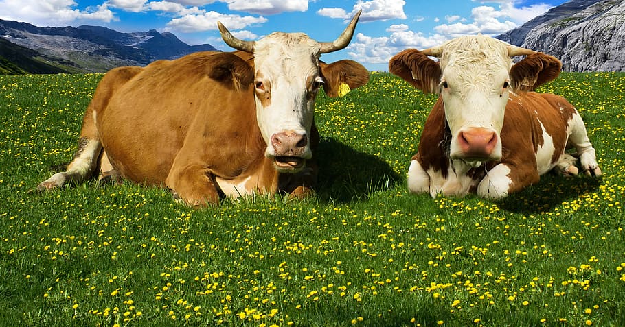 Cow Lake, mosquitoes, dairy cows, domestic cattle, landscape