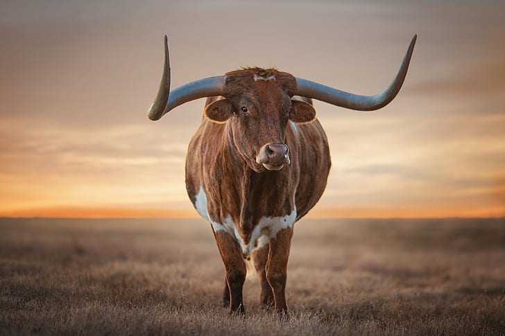 Cow Skulls, bull, cow, horns Free HD Wallpaper