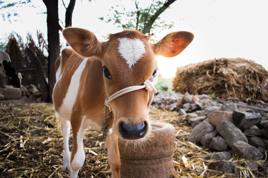 Cow with Red Bandana, herbivorous, mammal, looking at camera, pets Free HD Wallpaper