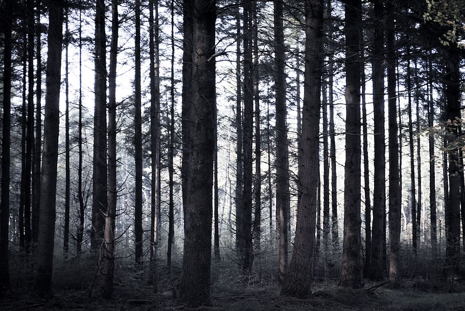 Creepy Forest Photography, tranquility, beauty in nature, tree, creepy Free HD Wallpaper