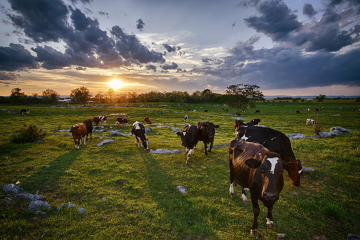 Cute Cow Clip Art Free, agriculture, meadow, curiosity, rural Free HD Wallpaper