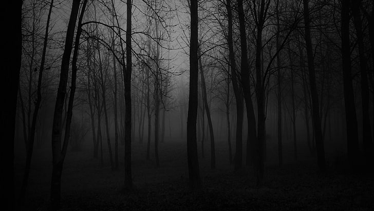 Dark Forest, twilight, creepy, tree, dark forest Free HD Wallpaper