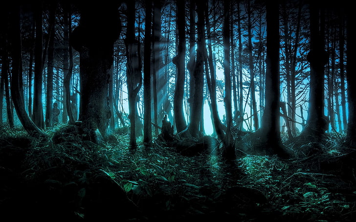 Dark Forest with Fog, day, scenics  nature, wood, night Free HD Wallpaper