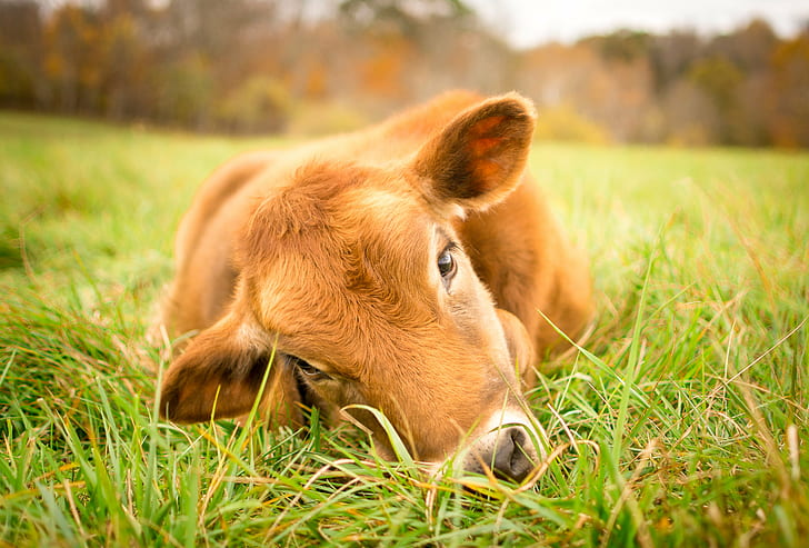 Farm Animal, cute, poplar spring, animal, compassion Free HD Wallpaper