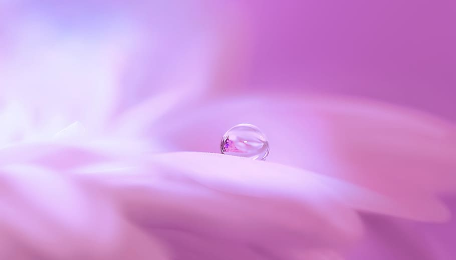 flowers, no people, dew, extreme closeup Free HD Wallpaper