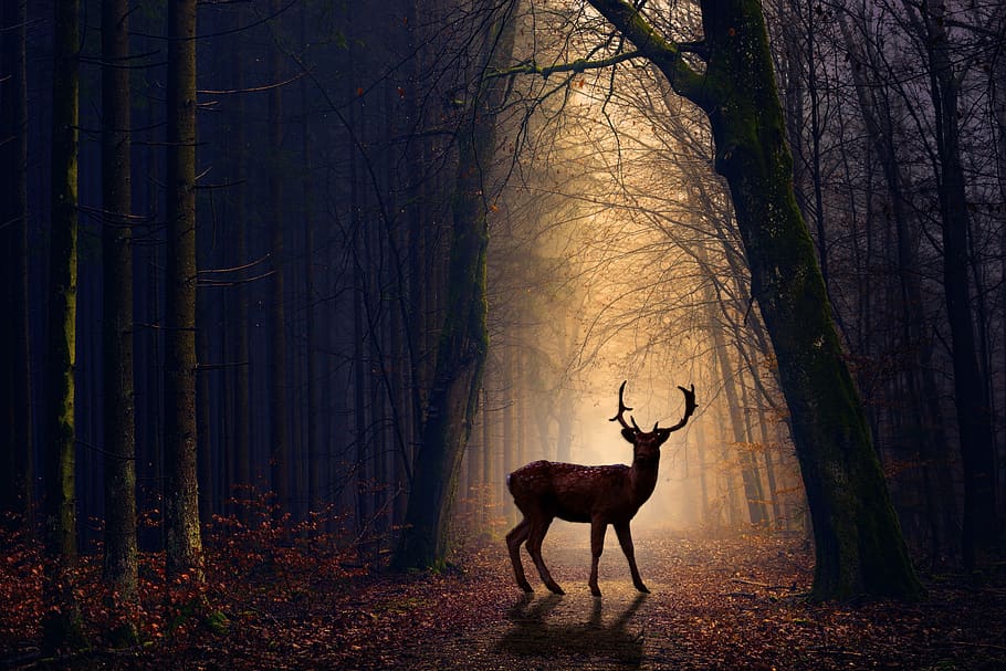 Foggy Forest Art, plant, dark, herbivorous, tree trunk