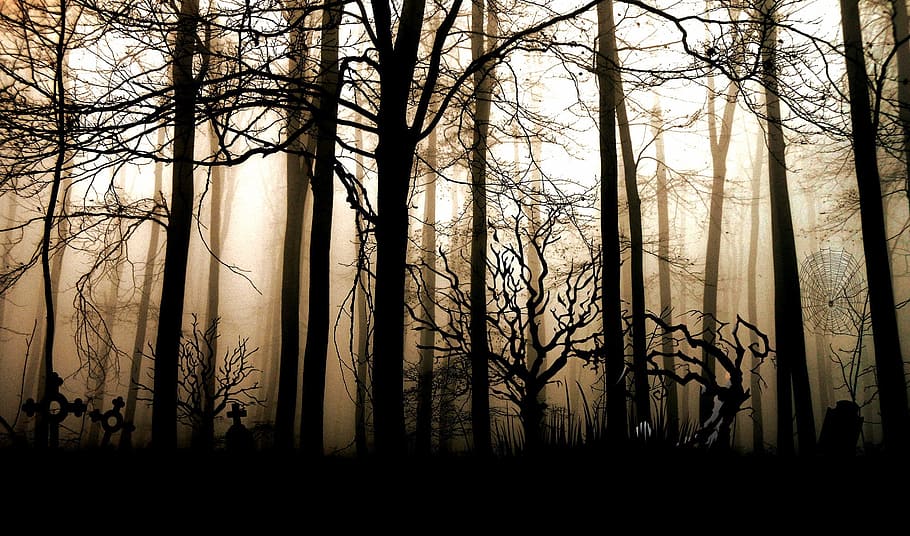 Forest Mist, aesthetic, no people, crosses, shadow Free HD Wallpaper