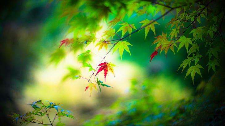 fresh green leaves, clean,, fresh, green Free HD Wallpaper