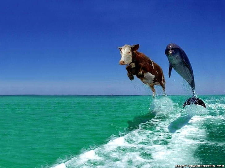 Funny Animals Gifs, cow, HD, and, cowanddolphin Free HD Wallpaper