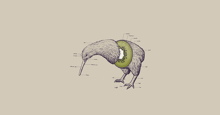 Funny Bird Drawings, side view, paint artworks, desktop images, studio shot