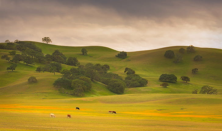 Grassland HD, cows, highway 25, meadow, flowers  hills Free HD Wallpaper