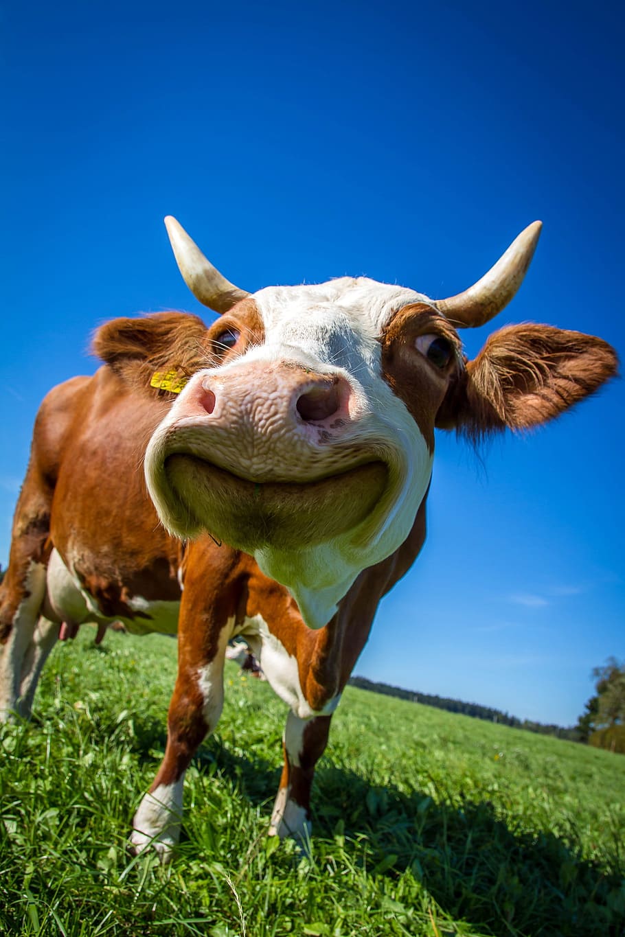 Happy Baby Cow, sky, close, domestic cattle, no people Free HD Wallpaper