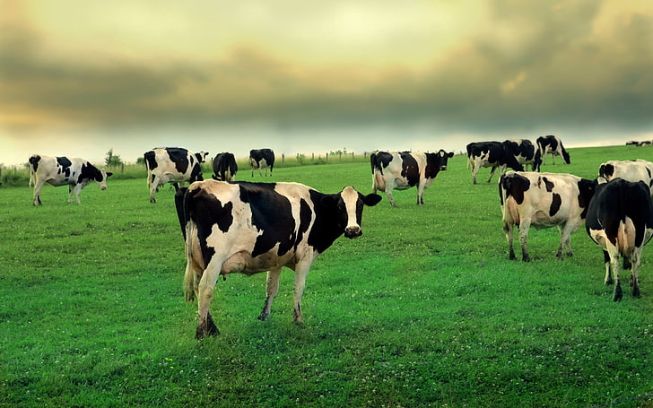 Happy Cow Farm, large group of animals, landscape, field, cattle Free HD Wallpaper