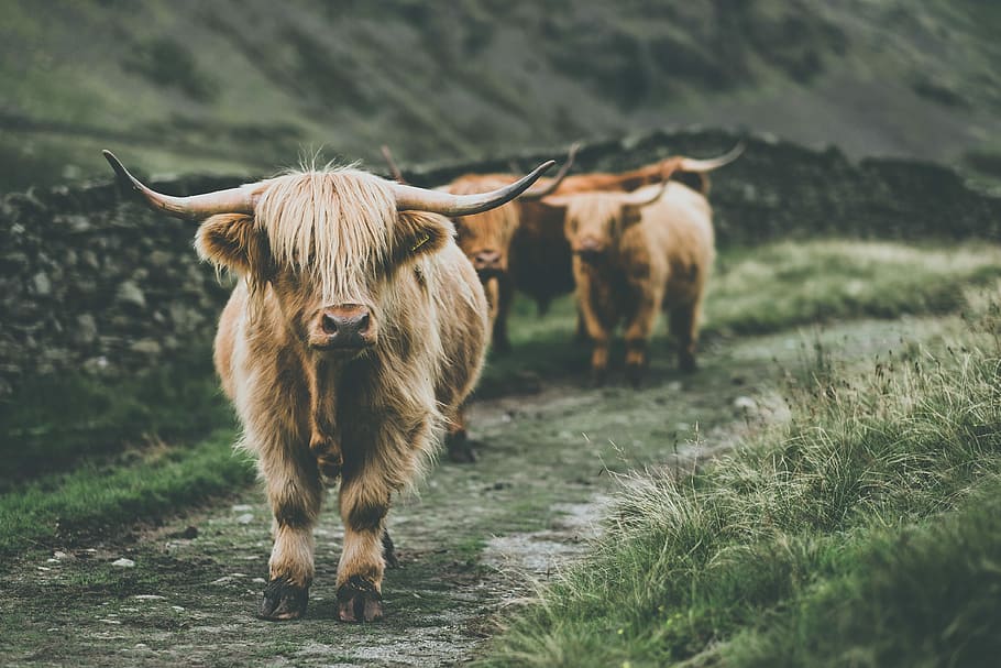 Highland Cattle Bull, mammal, animal, day, horned