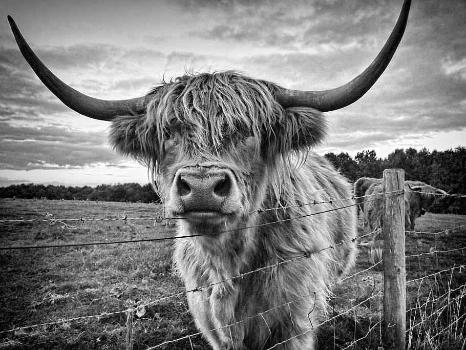 Highland Cow and Calf, outdoors, travel, pasture, boundary Free HD Wallpaper