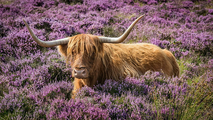 Highland Cow Laptop, purple, pets, domestic animals, highland beef Free HD Wallpaper