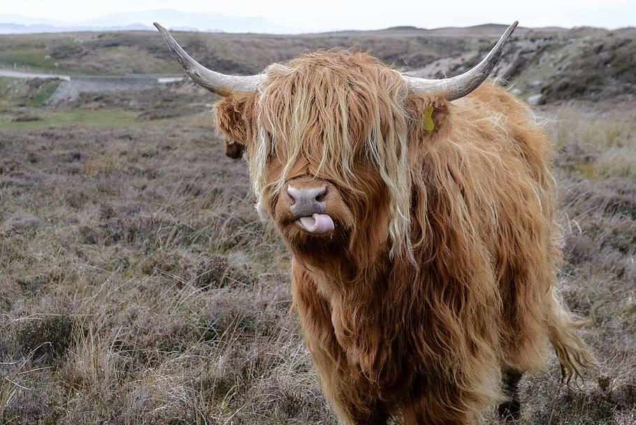 Highland Scottish Cow, animal wildlife, animal photography, bull, grassland Free HD Wallpaper