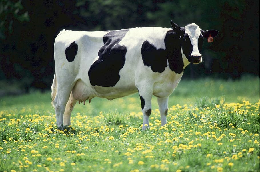 Holstein Cow Spots Pattern, animal, flowering plant, rural, domestic animals Free HD Wallpaper