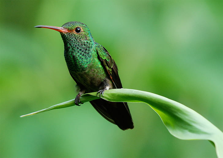 Hummingbird On Branch, tower, road, center, tropical  jungle Free HD Wallpaper