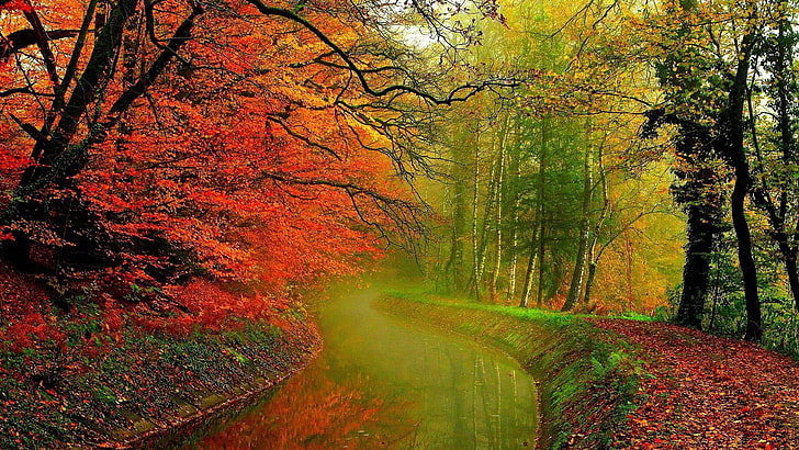 idyllic, stream, the way forward, beauty in nature Free HD Wallpaper