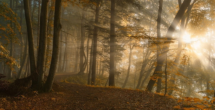 leaf, no people, footpath, gold colored